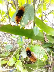Turuptiana