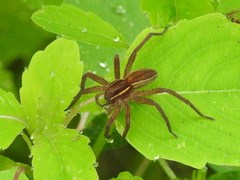 Dolomedes striatus
