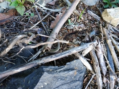 Sphenomorphus taiwanensis