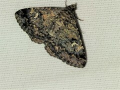 Ophiusini