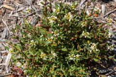 Monotaxis bracteata