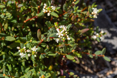 Monotaxis bracteata