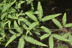 Gleichenella pectinata