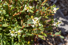 Monotaxis bracteata