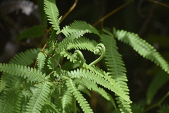 Gleichenella pectinata