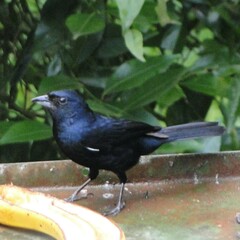 Tachyphonus coronatus
