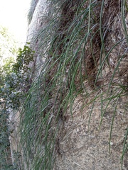 Brassavola tuberculata