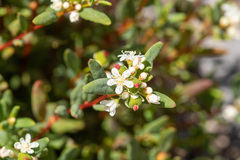 Monotaxis bracteata