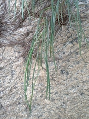 Brassavola tuberculata