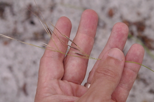 Florida speargrass (Piptochaetium avenacioides)