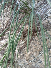 Brassavola tuberculata