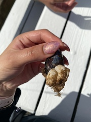 Onchidoris bilamellata