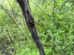 Nicrophorus americanus