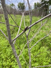 Nicrophorus americanus