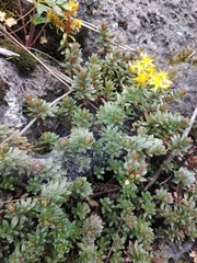 Sedum morrisonense