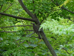 Hypsipetes amaurotis