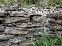 Sphenomorphus taiwanensis