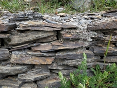 Sphenomorphus taiwanensis