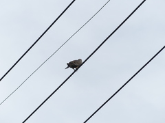 Streptopelia orientalis