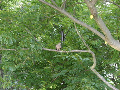 Streptopelia orientalis