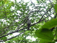 Hypsipetes amaurotis