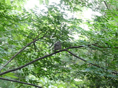 Hypsipetes amaurotis