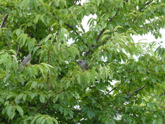 Hypsipetes amaurotis