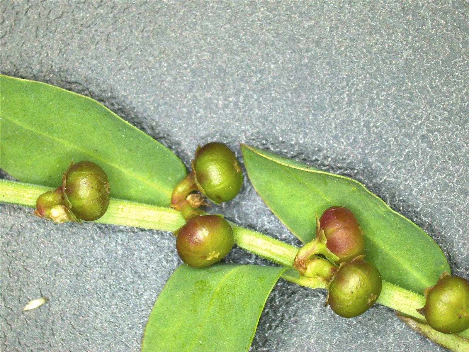Phyllanthus evanescens