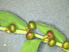 Phyllanthus evanescens