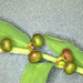 Phyllanthus evanescens - Photo (c) Dan Johnson,  זכויות יוצרים חלקיות (CC BY-NC), הועלה על ידי Dan Johnson