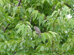 Hypsipetes amaurotis