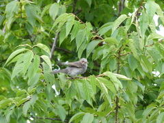 Hypsipetes amaurotis