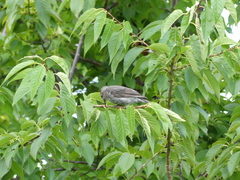 Hypsipetes amaurotis