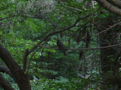 Hypsipetes amaurotis