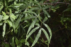 Gleichenella pectinata