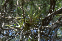 Tillandsia recurvifolia