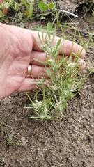 Gnaphalium exilifolium