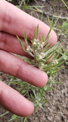 Gnaphalium exilifolium