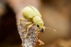 Polydrusus hassayampus