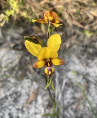 Diuris tinkeri