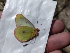 Colias skinneri