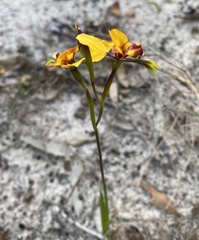 Diuris tinkeri