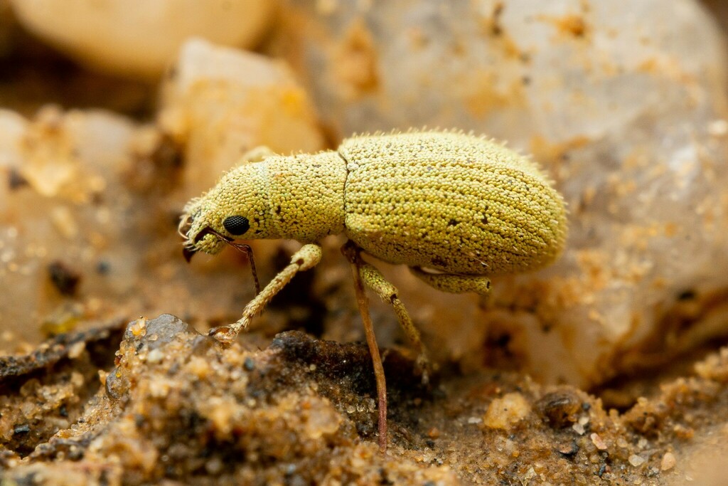 Polydrusus hassayampus