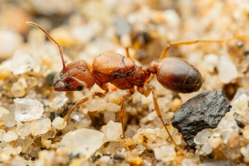 Hyatt's Big-headed Ant