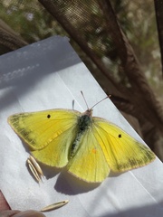 Colias christina