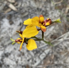 Diuris tinkeri