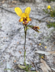 Diuris tinkeri