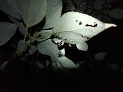 Pachyrhynchus tobafolius