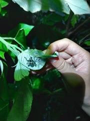 Pachyrhynchus tobafolius