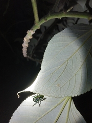 Pachyrhynchus tobafolius